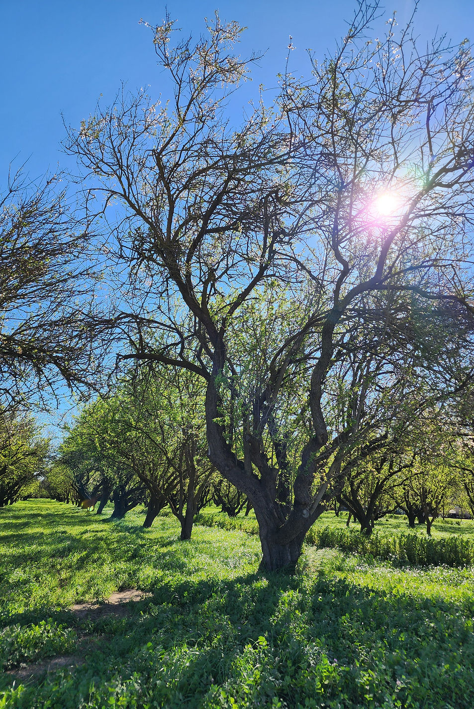 Anderson Almonds farm